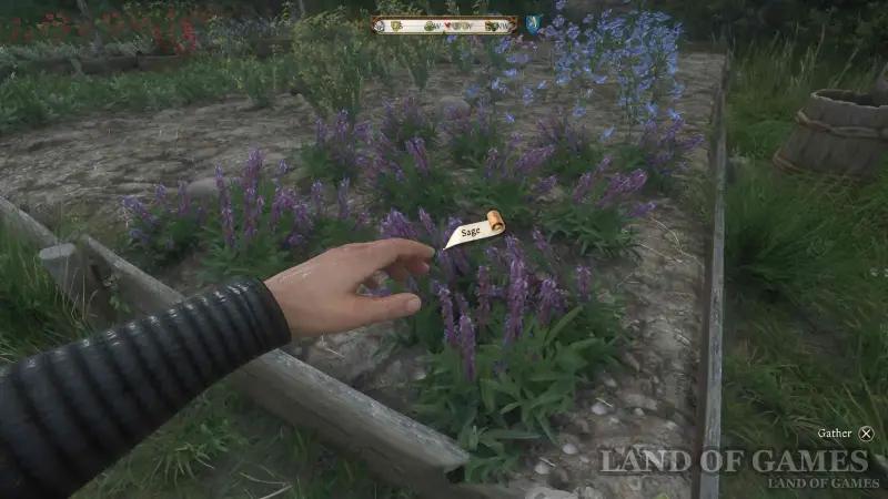 Premonition of Evil in Kingdom Come Deliverance 2: where to find mint and sage